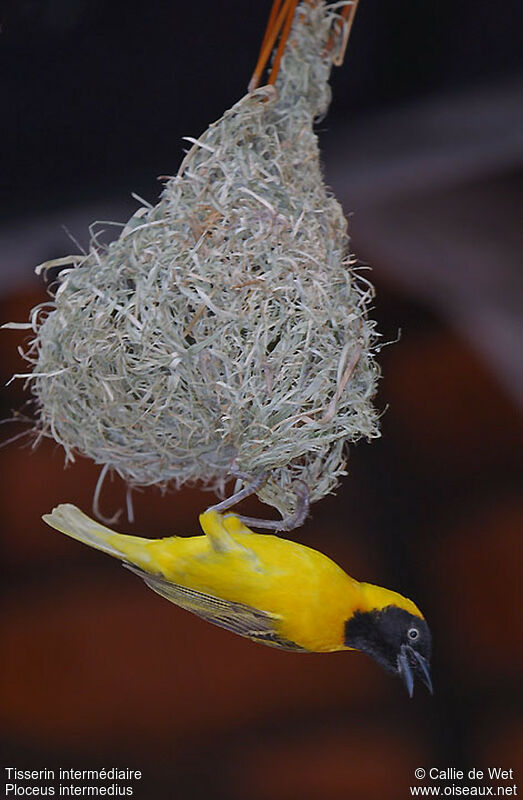 Lesser Masked Weaver male adult