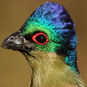 Purple-crested Turaco