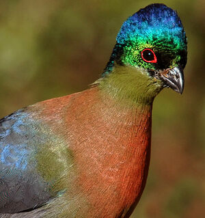 Purple-crested Turaco