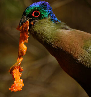 Purple-crested Turaco