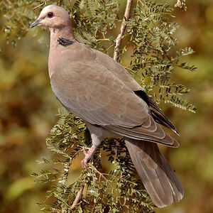 Red-eyed Dove
