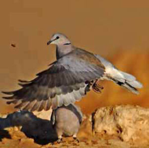 Ring-necked Dove