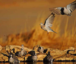 Ring-necked Dove
