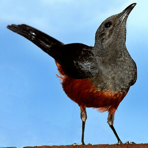 Mocking Cliff Chat