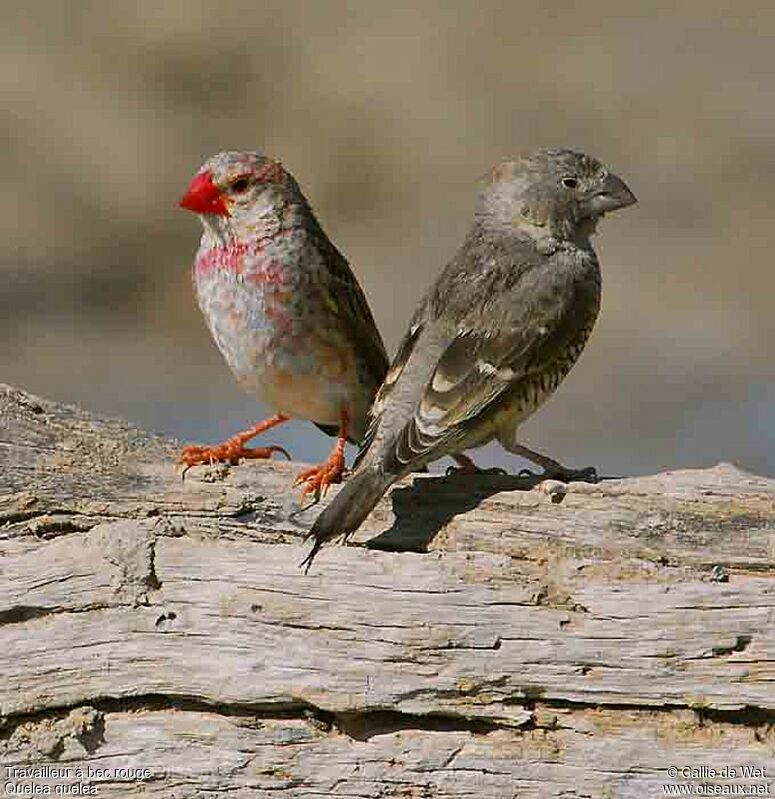 Red-billed Quelea male adult
