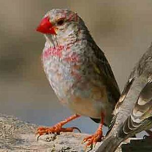 Travailleur � bec rouge