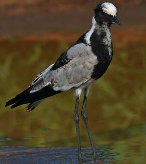 Blacksmith Lapwing