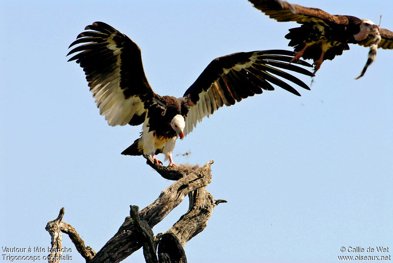 White-headed Vulture adult