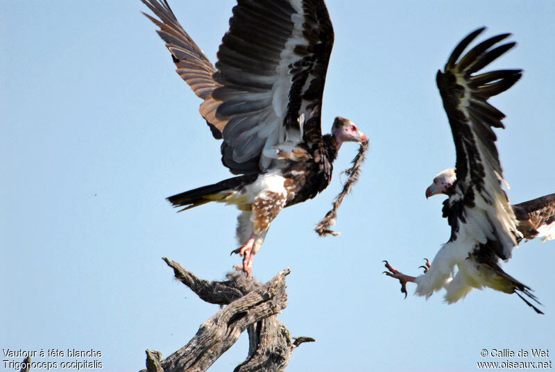 White-headed Vulture adult