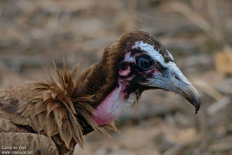 Hooded Vulturejuvenile, close-up portrait