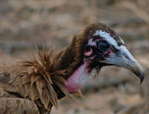 Vautour charognard