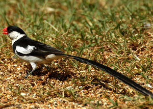 Pin-tailed Whydah