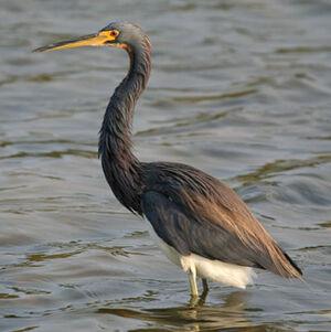 Aigrette tricolore