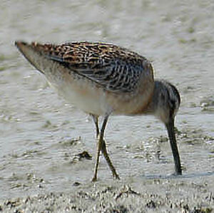 Short-billed Dowitcher