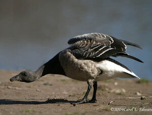 Brant Goose 
&copy; Carol Edwards