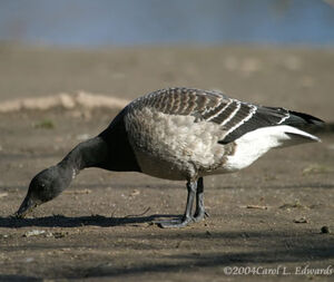 Brant Goose 
&copy; Carol Edwards