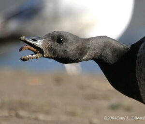 Brant Goose 
&copy; Carol Edwards
