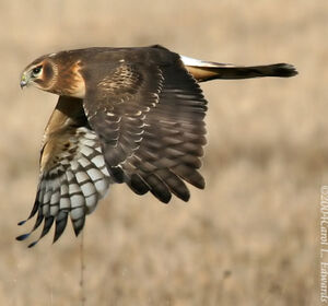 Hen Harrier 
&copy; Carol Edwards