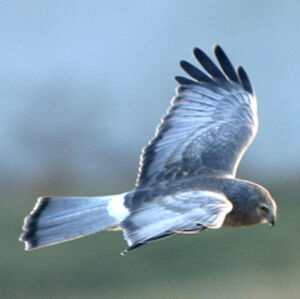 Hen Harrier 
&copy; Carol Edwards