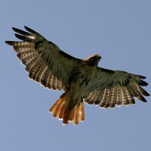 Red-tailed Hawk