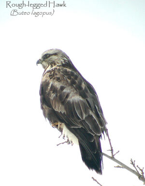 Rough-legged Buzzard 
&copy; Carol Edwards