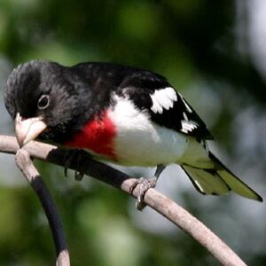 Rose-breasted Grosbeak 
&copy; Carol Edwards