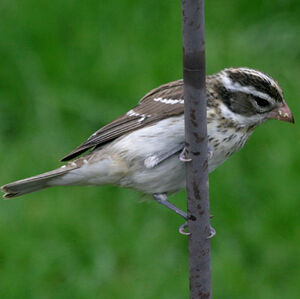 Rose-breasted Grosbeak 
&copy; Carol Edwards