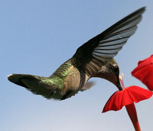 Colibri � gorge rubis