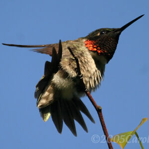 Colibri � gorge rubis