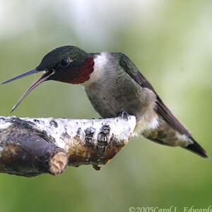 Colibri � gorge rubis