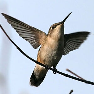 Colibri � gorge rubis