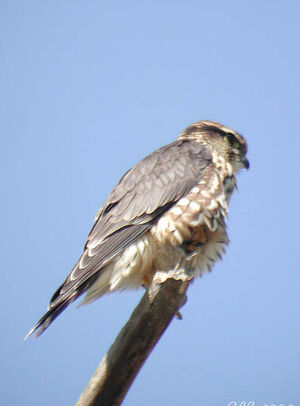 Merlin