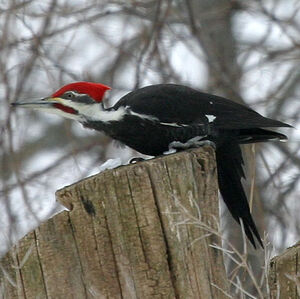 Pileated Woodpecker