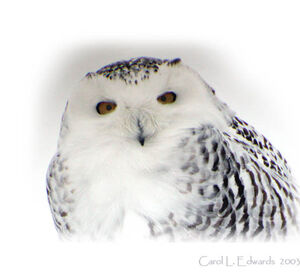 Harfang des neiges