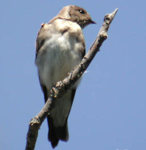 Hirondelle � ailes h�riss�es