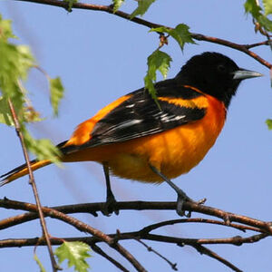 Oriole du Nord