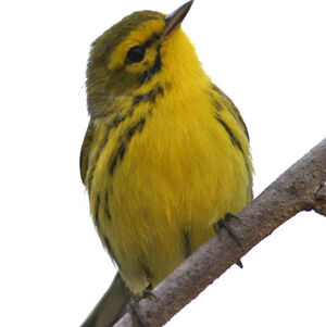 Paruline des pr�s