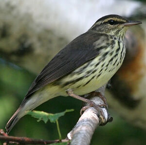 Paruline des ruisseaux