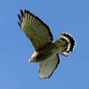 Broad-winged Hawk