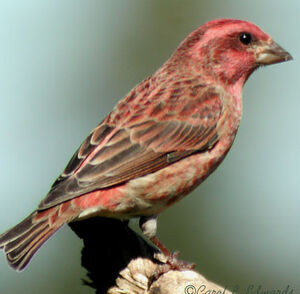Purple Finch