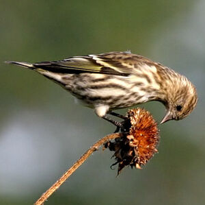 Pine Siskin