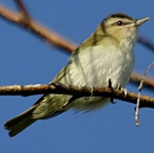 Red-eyed Vireo 
&copy; Carol Edwards