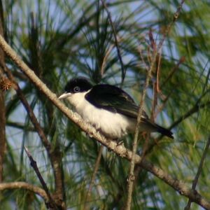 Chabert's Vanga