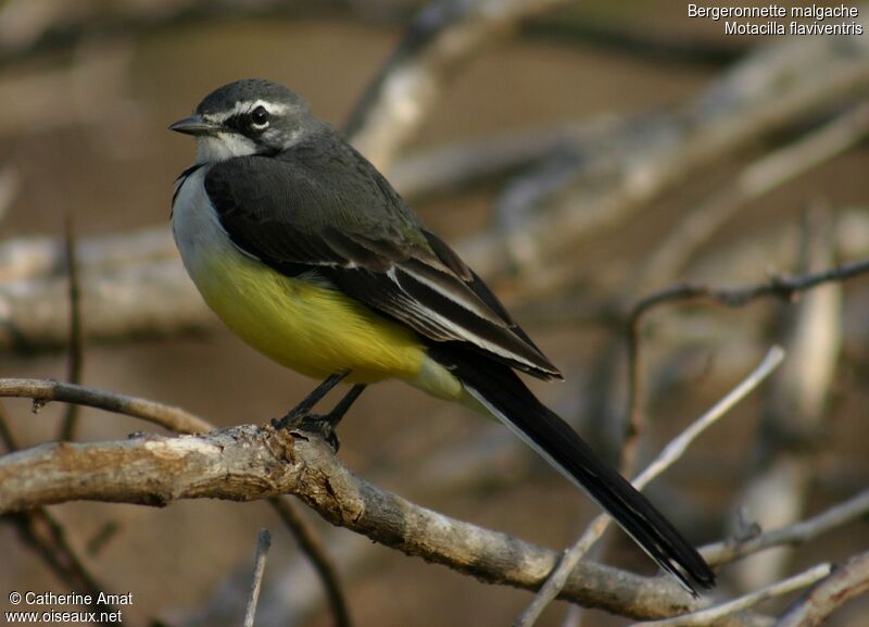 Madagascan Wagtail, identification