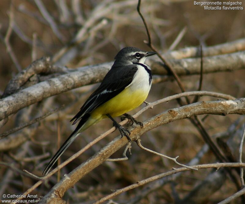 Madagascan Wagtail, identification