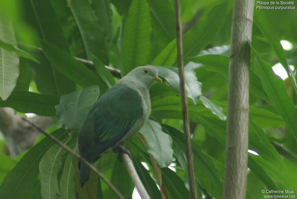 Ptilope de la Société - Ptilinopus purpuratus