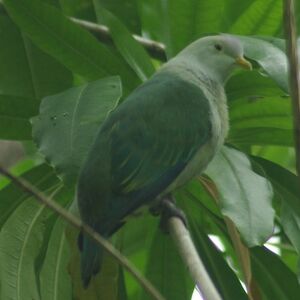 Grey-green Fruit Dove
