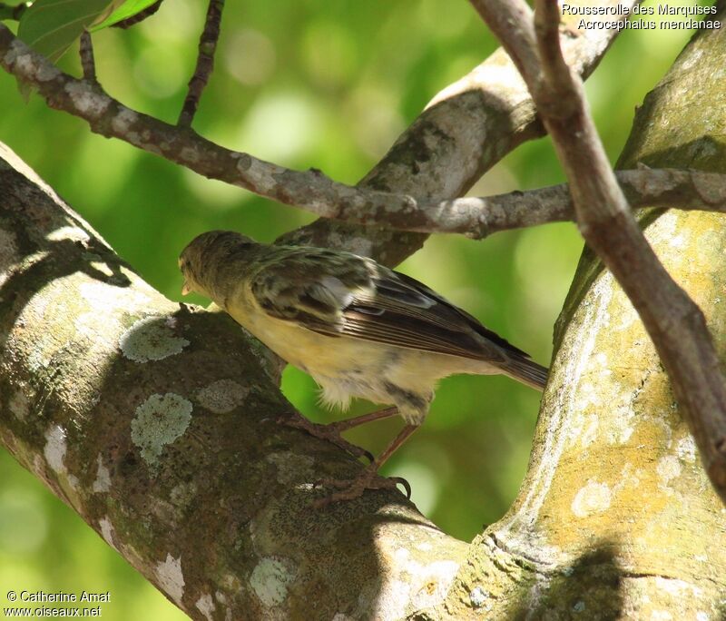 Southern Marquesan Reed Warbler