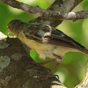 Southern Marquesan Reed Warbler