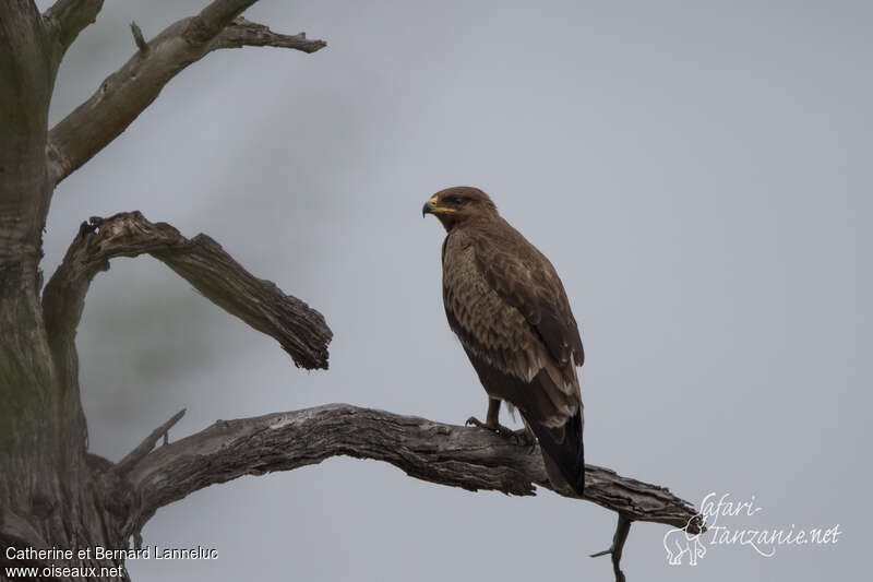 Lesser Spotted Eagleimmature, identification